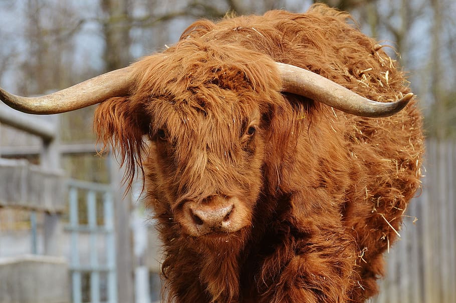 selective focus photo of brown buffalo, bull, beef, horns, farm, HD wallpaper