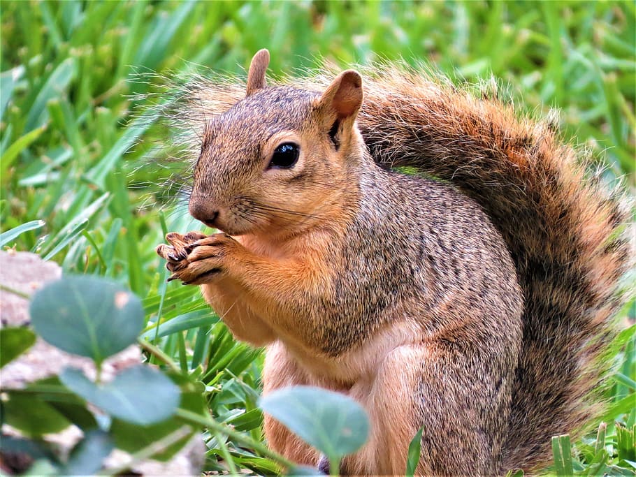 squirrel on grass during daytime, close up, brown, gray, wildlife HD wallpaper