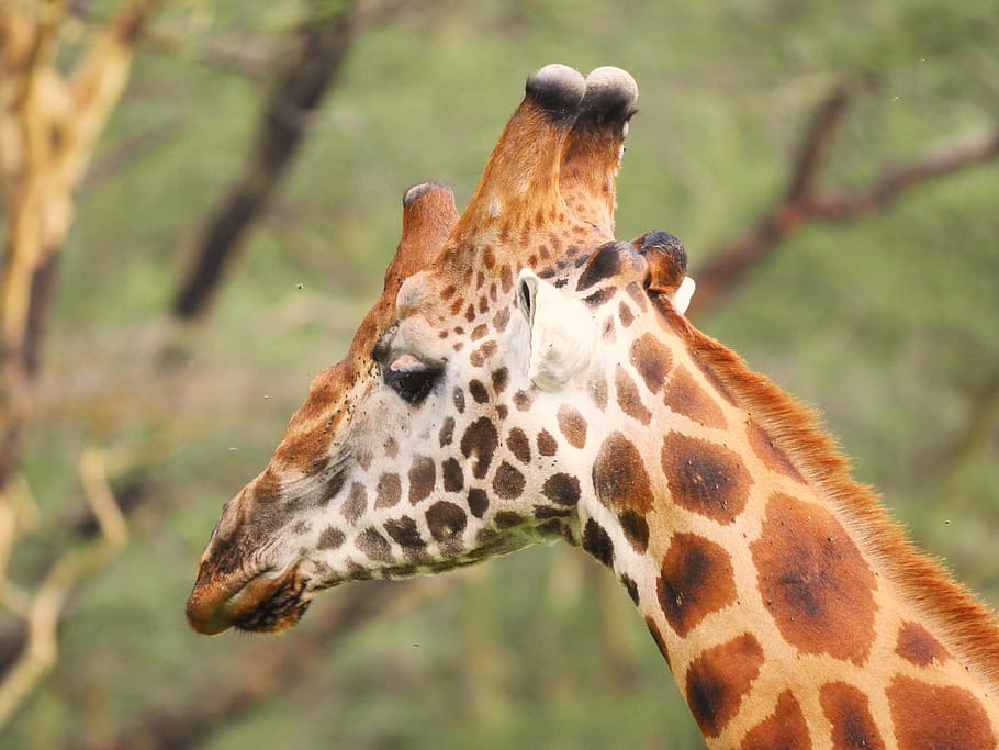 selective focus photography of giraffe, head, close, horns, pin eat, HD wallpaper