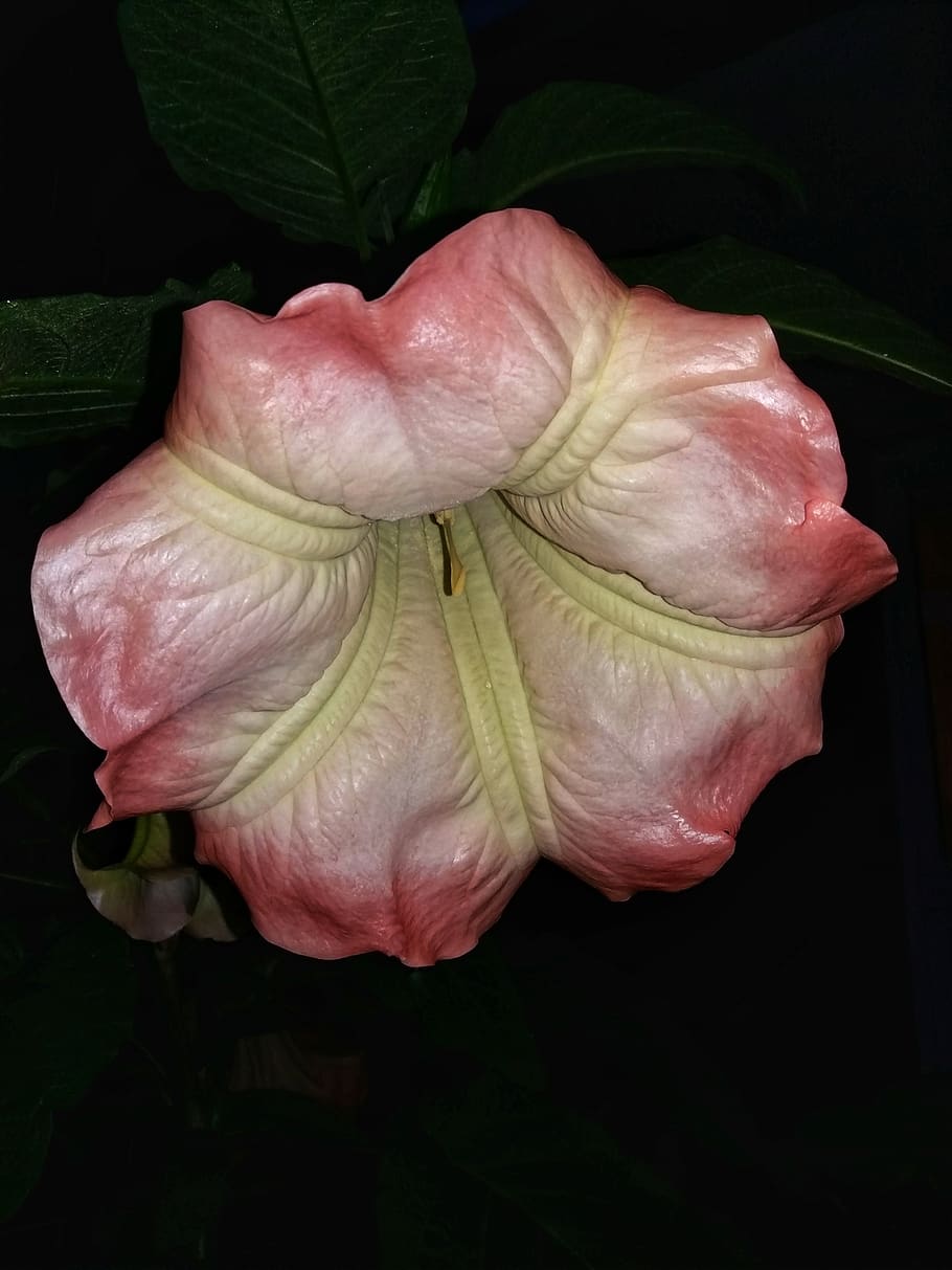 flowers, durman, flowering plant, beauty in nature, petal, freshness HD wallpaper