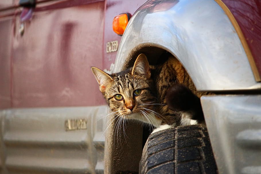 gray tabby cat on vehicle wheel, hiding place, kitten, auto HD wallpaper