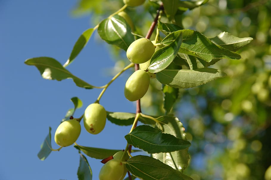 Amazon.com : Ziziphus Mauritiana (Indian Jujube),10 Seeds,Ber,Chinese  Apple,Indian plum,Masau : Patio, Lawn & Garden