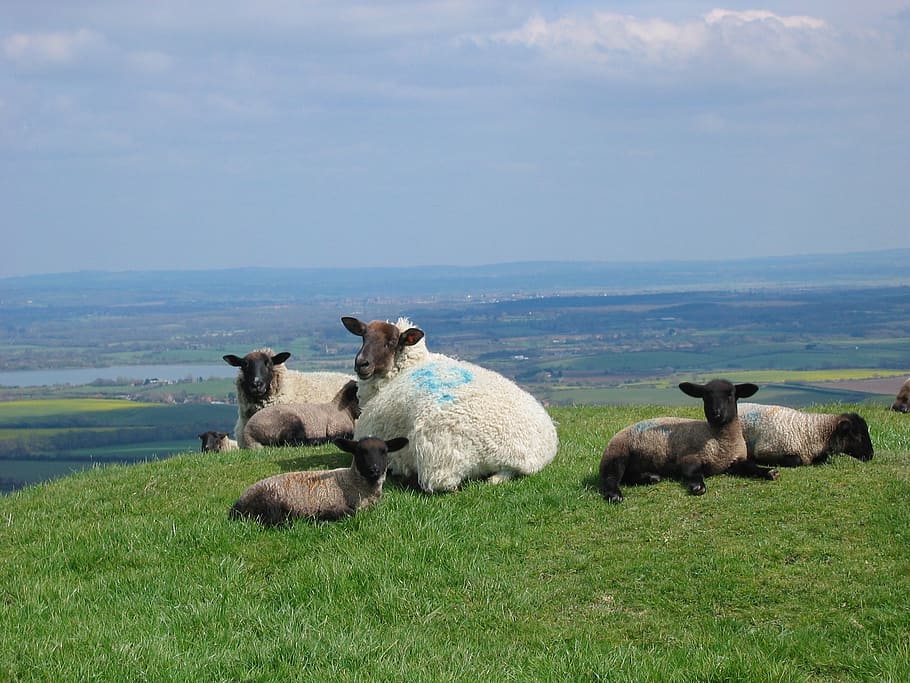 sheep, lambs, spring, sussex, england, grass, farm, agriculture, HD wallpaper