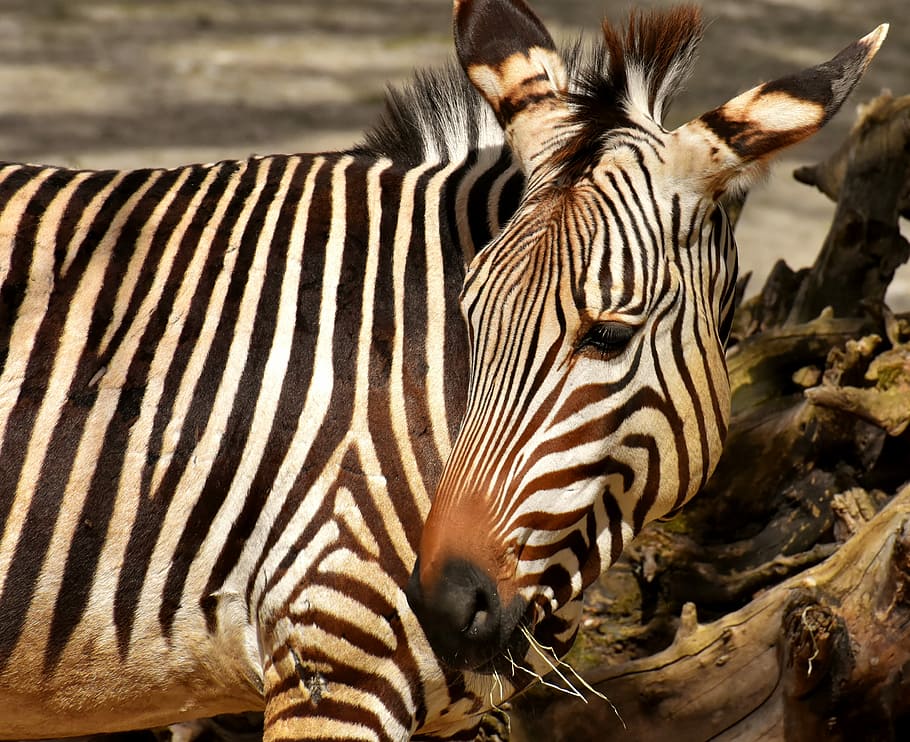 white and black zebra, wild animal, zoo, eat, feeding, africa, HD wallpaper