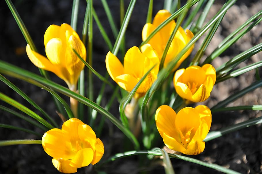 Yellow, Spring, Spring Flowers, Sunshine, nature, springtime HD wallpaper