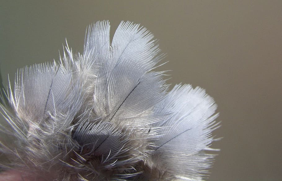 feathers, bird, nature, texture, close-up, softness, indoors HD wallpaper