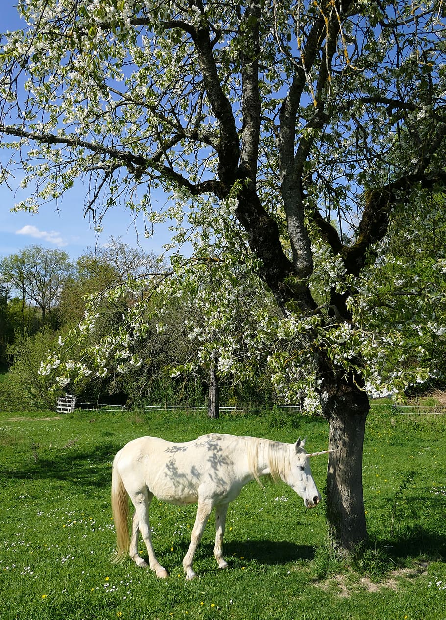 white unicorn standing under the tree, cherry, shadow, animal HD wallpaper