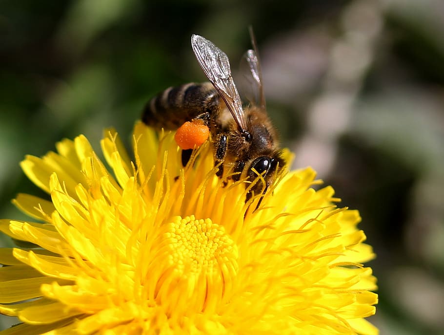 dandelion, bee, yellow, pollen, insecta, diligent, flower, nature HD wallpaper