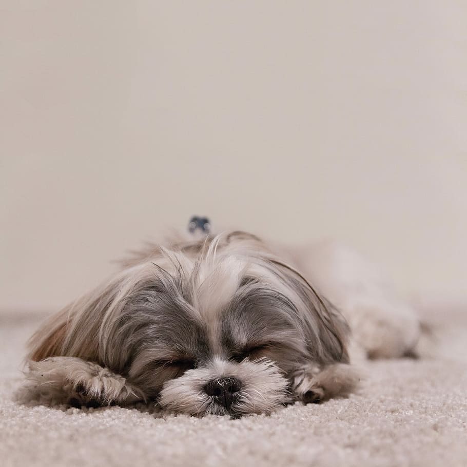 grey and white long-coated dog, pets, animal, cute, canine, purebred Dog HD wallpaper