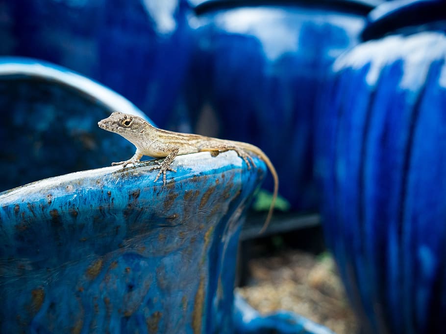 lizard, salamander, reptile, gecko, animal, nature, tail, pot HD wallpaper