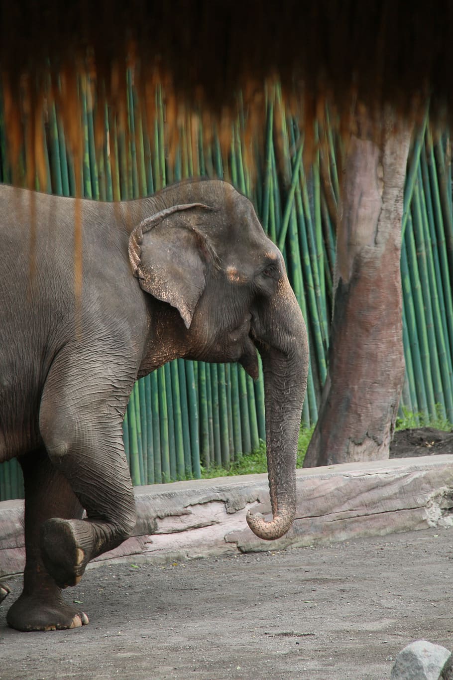 elephant near tree, animal, bali, asia, indonesia, ubud, island, HD wallpaper