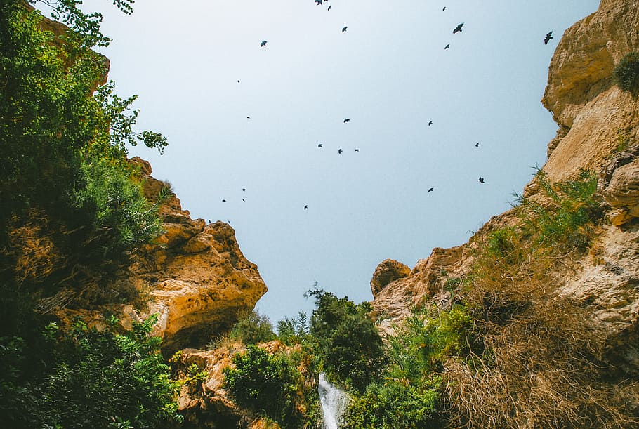 Birds in gorge, nature, landscape, outdoors, mountain, scenics HD wallpaper