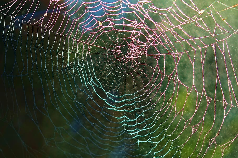 wildlife photography of spider web, net, animal, rain, drop, nature, HD wallpaper