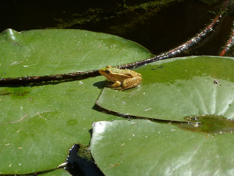 frog, pond, water, green, animal, amphibian, nature, garden pond HD wallpaper