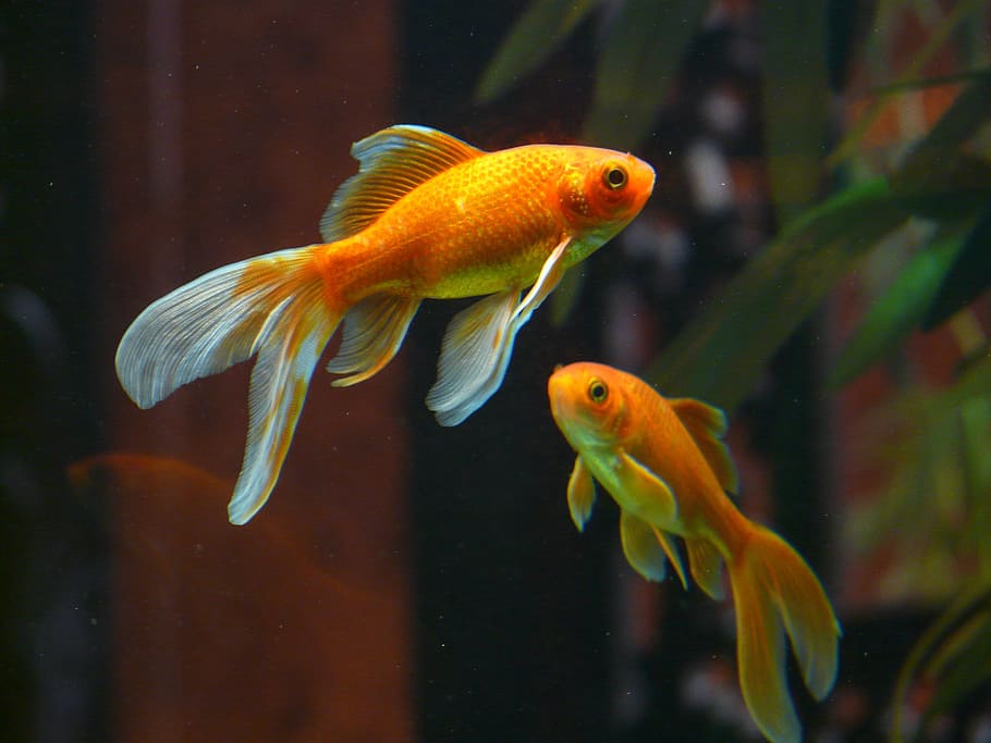 HD wallpaper: wildlife photography of two orange fish, white ...