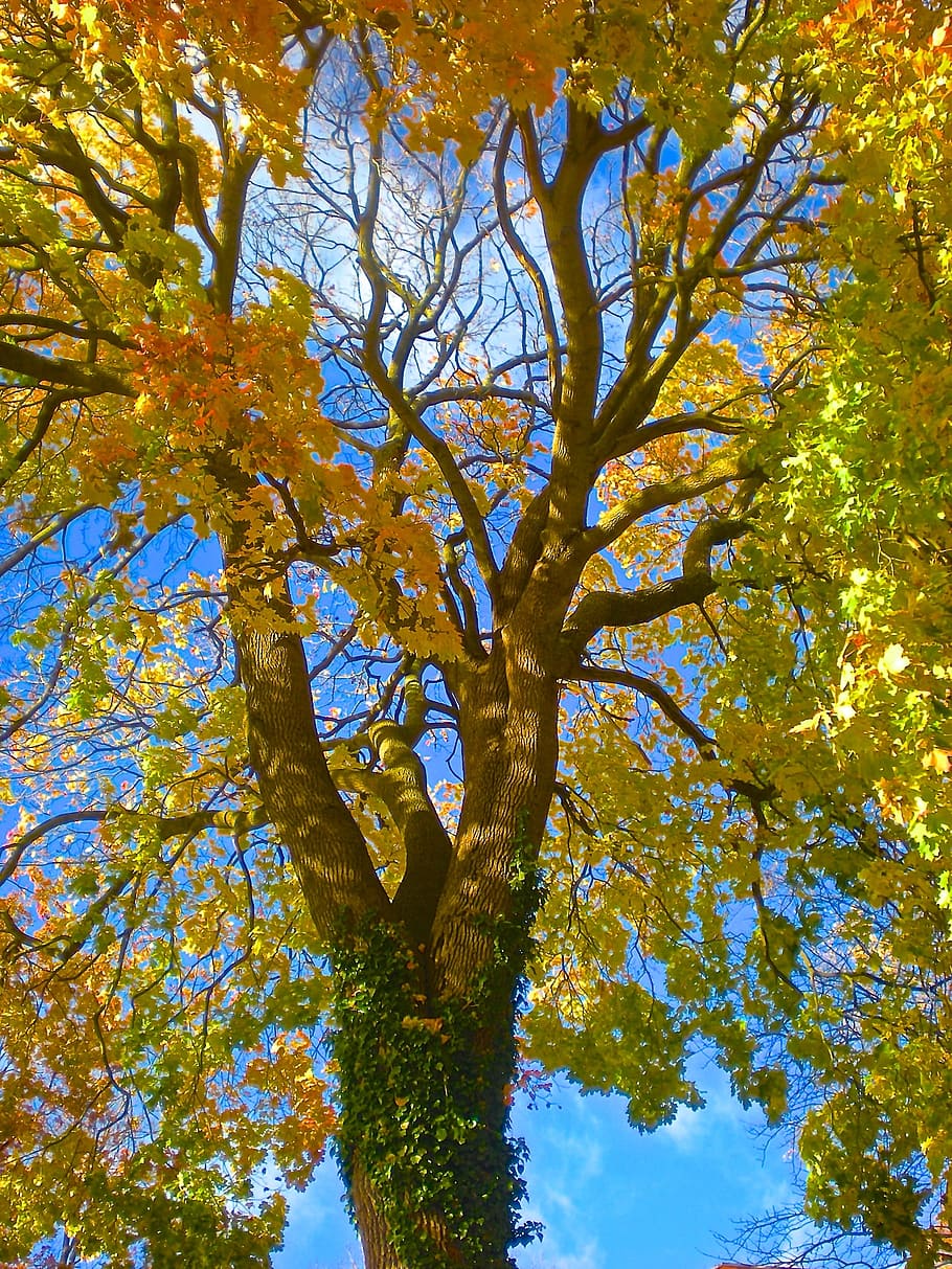 Tree, Autumn, Foliage, Nature, Sky Blue, sweden, yellow, orange HD wallpaper
