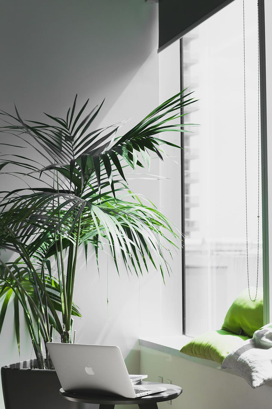 MacBook Pro near potted plant, Grovemade, window, laptop, workspace HD wallpaper