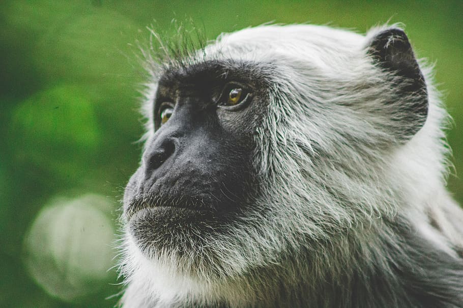 shallow focus photography of white monkey, gray monkey photo HD wallpaper