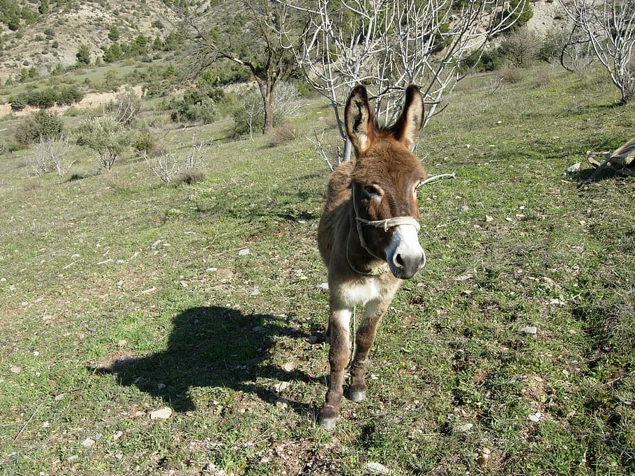 Animal, Donkey, Animals, Nature, Prairie, domestic animal, farm HD wallpaper