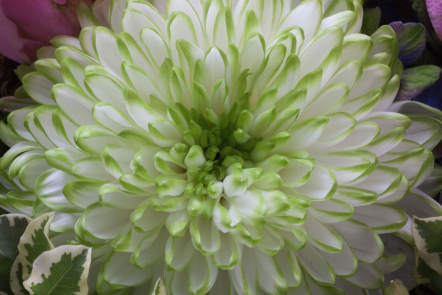 Blossom, Bloom, Spring, Nature, Plant, chrysanthemum, green HD wallpaper