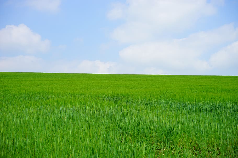 grass field during daytime, wheat field, cornfield, wheat spike HD wallpaper