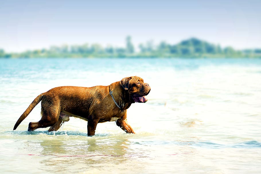 adult French mastiff walking on seashore, bordeaux, dog, dogue, HD wallpaper