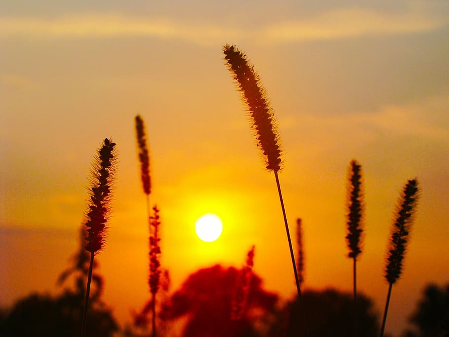 plants, sun, evening, sunset, sky, trees, silhouette, nature HD wallpaper