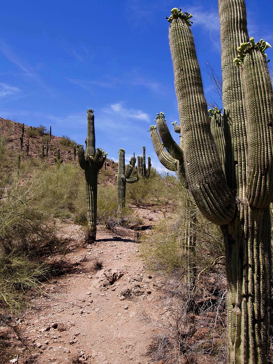 Desert, Cactus, Landscape, Arizona, nature, plant, saguaro cactus, HD wallpaper