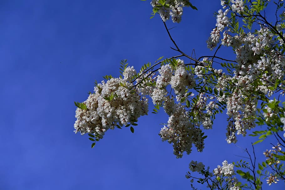 acacia, branch, tree, spring, flowers, a branch, blooming tree HD wallpaper