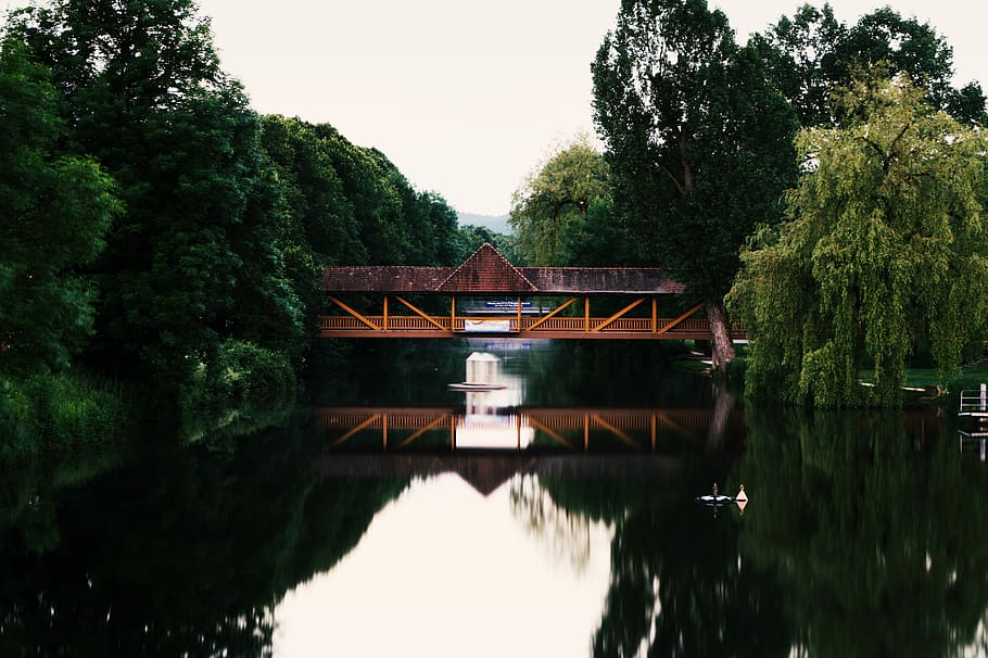 waters, tree, lake, reflection, river, wood, bridge, nature HD wallpaper