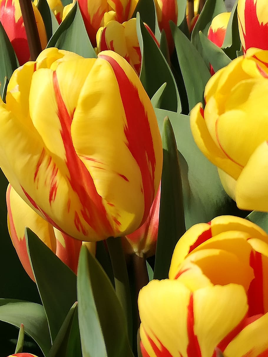 tulips, flowers, flowering plant, yellow, petal, vulnerability HD wallpaper