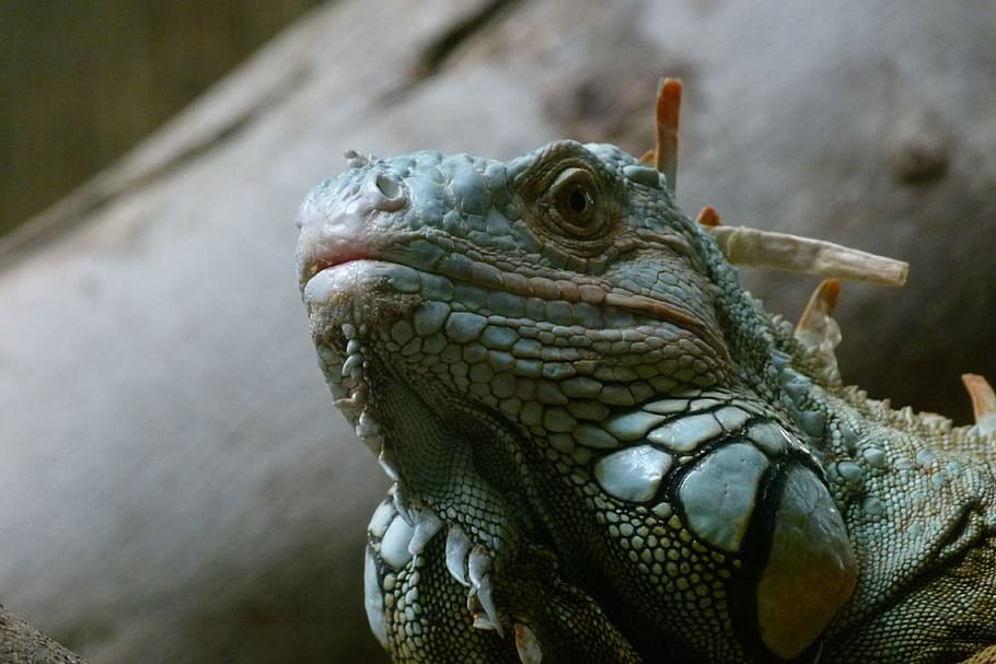 iguana, lizard, close, animal themes, one animal, reptile, animal body part HD wallpaper