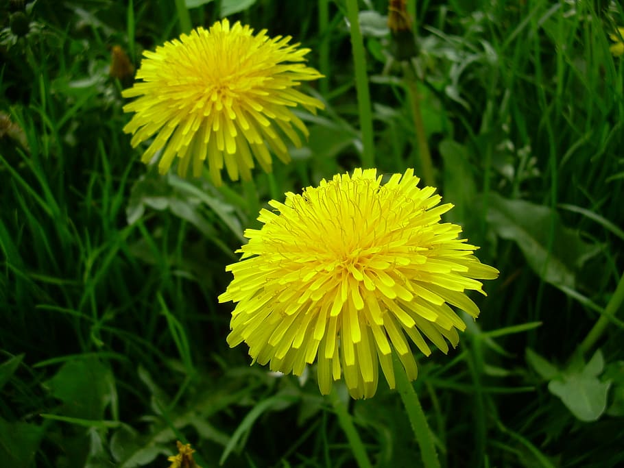 sonchus oleraceus, flower, spring, meadow, nature, yellow, plant HD wallpaper