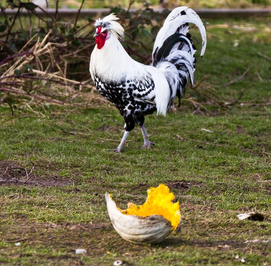 chicken, grass, animal, animal themes, bird, vertebrate, livestock HD wallpaper