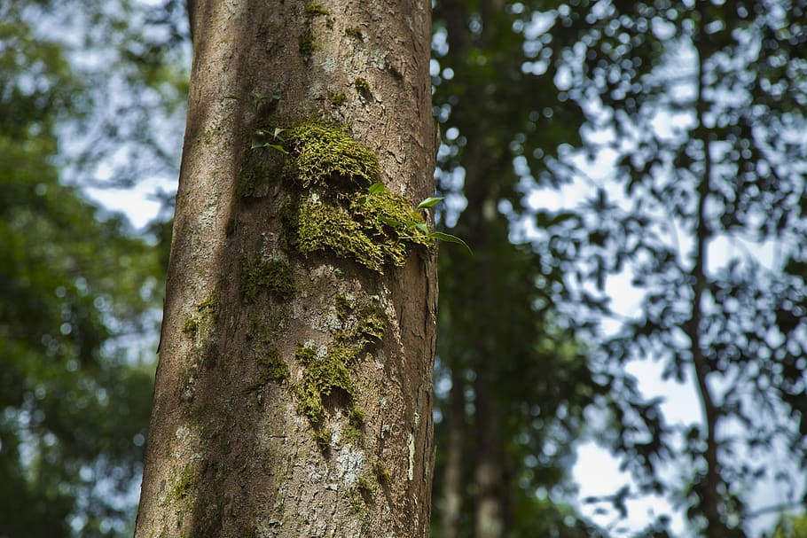 tree trunk, moss, forest, bark, environment, plant, focus on foreground HD wallpaper