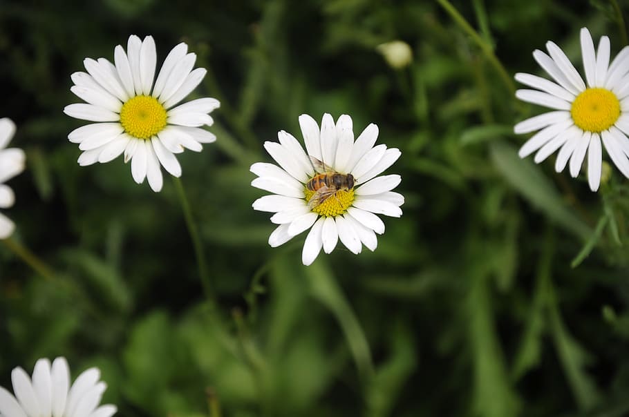 non, chau, chrysanthemum, flower, flowering plant, freshness HD wallpaper