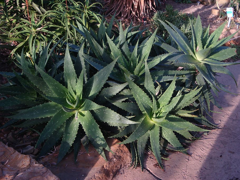 Shadows, Botanical Garden, Edinburgh, marijuana - herbal cannabis HD wallpaper