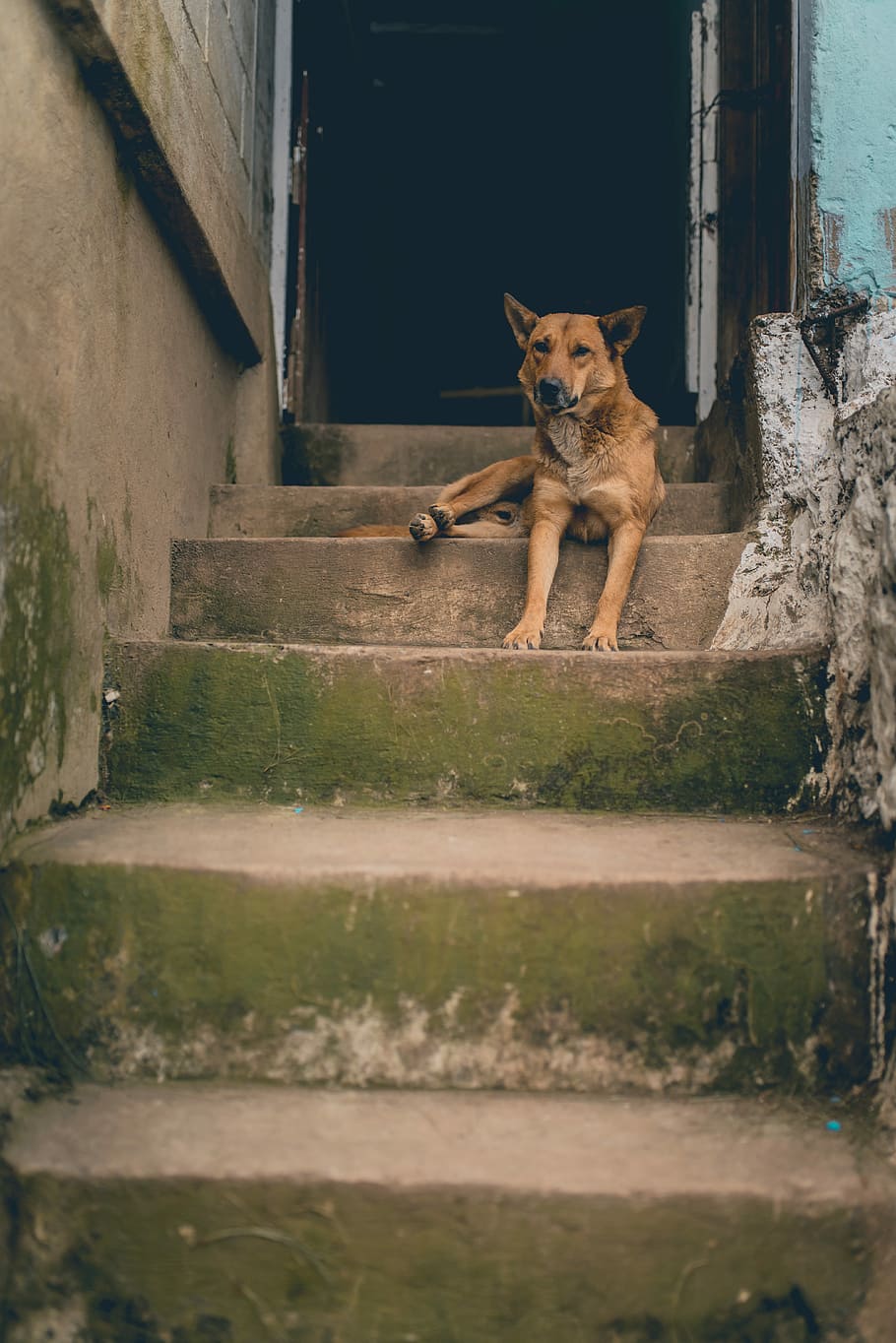 brown dog laying on staircase, short-coated brown dog on concrete stair HD wallpaper
