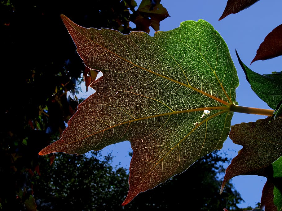 plant, leaf, wine partner, back light, nature, shadow play HD wallpaper