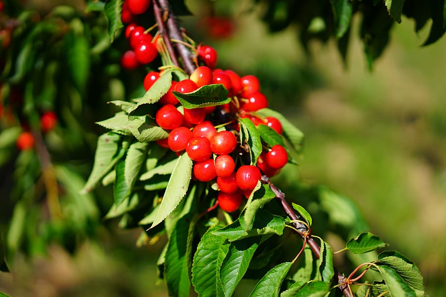 cherries, cherry, sour cherries, red, fruits, ripe, früchtchen, HD wallpaper