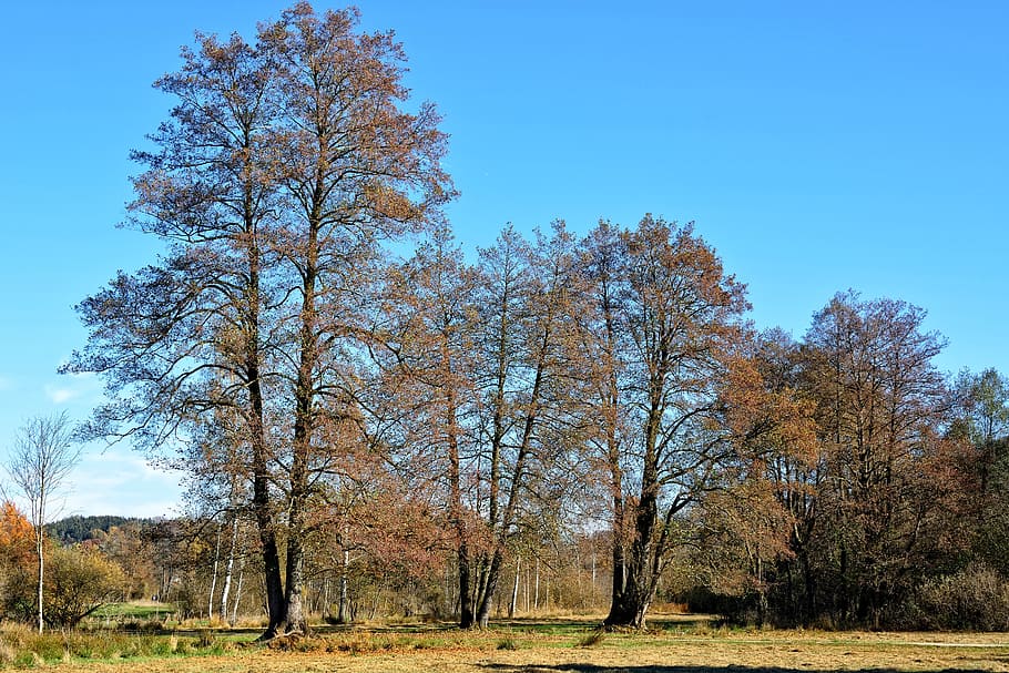 Trees, Autumn, Sky, Sky, Landscape, Mood, autumn colours, fall color HD wallpaper