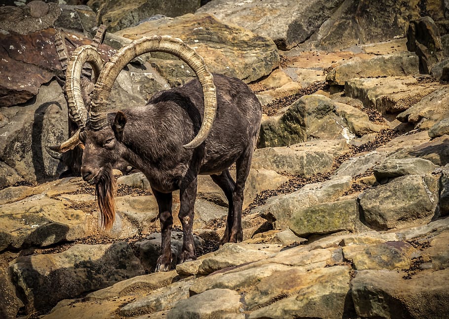 capricorn, rock, animal, alpine ibex, nature, horns, mountains, HD wallpaper