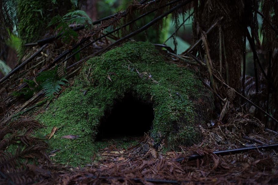 green and brown animal cave near trees, forest, moss, nature HD wallpaper