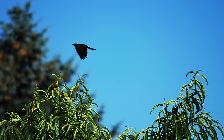 blue sky, bird, flying, trees, branches, heaven, silhouette HD wallpaper