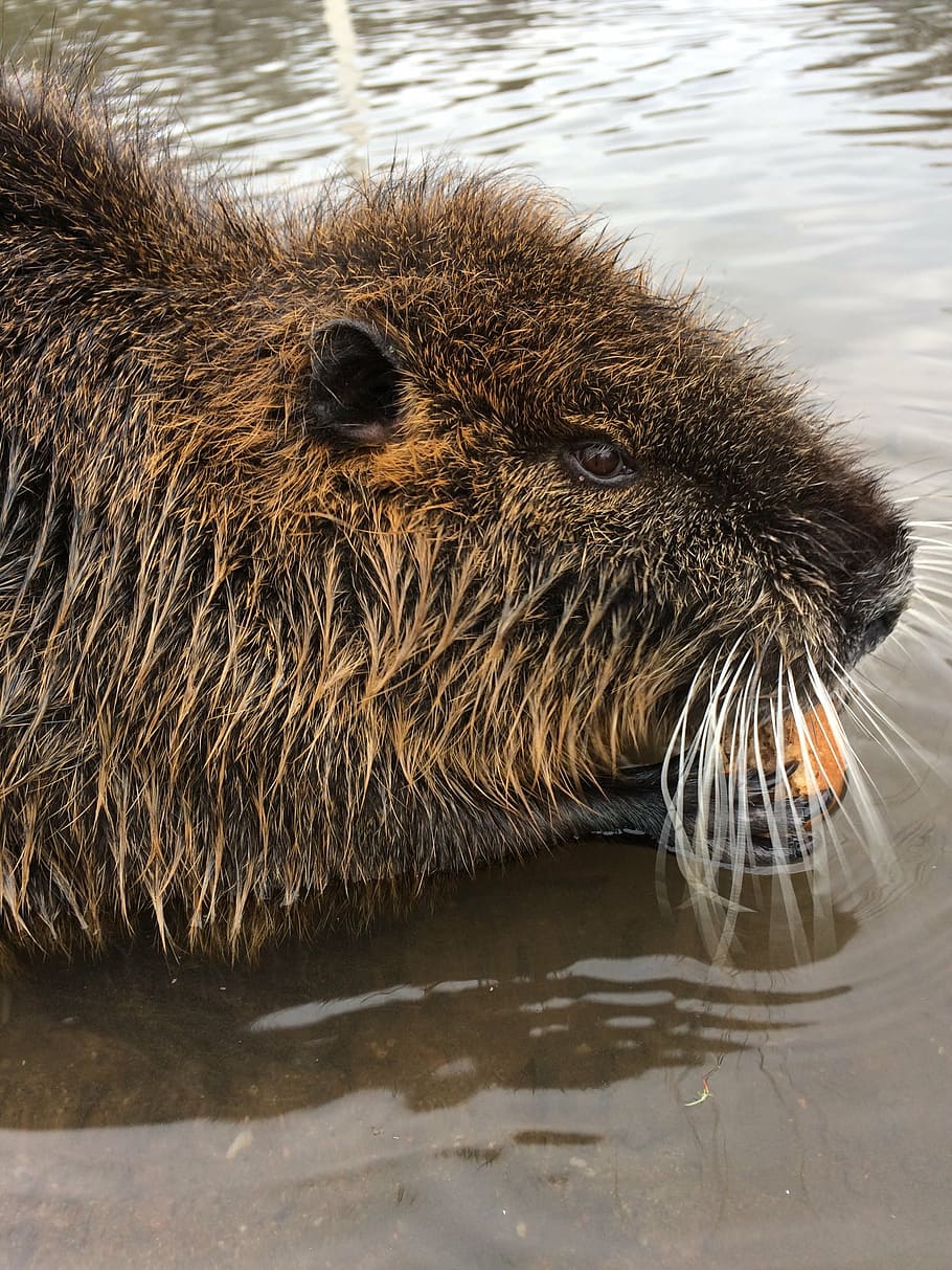 animals, river, nutria, wildlife, mammal, nature, animal themes HD wallpaper