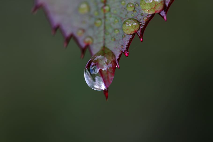 red leaf with water dews, drip, macro, close, rosenblatt, drops of water HD wallpaper