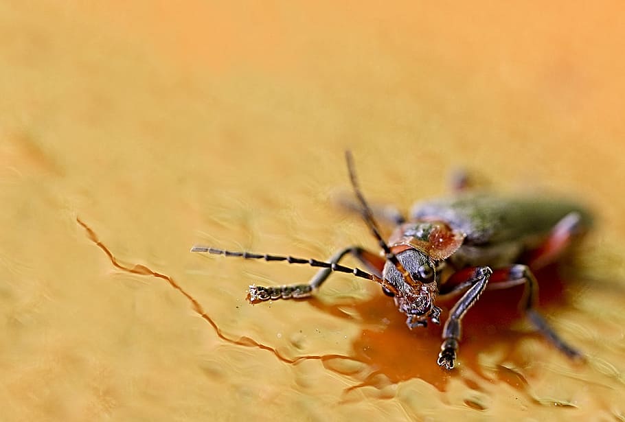 close, insect, macro, nature, animal world, probe, beetle, insect macro HD wallpaper
