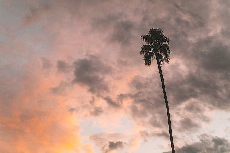 coconut tree under gray and orange cloudy sky, silhouette of coconut palm tree during golden hour HD wallpaper