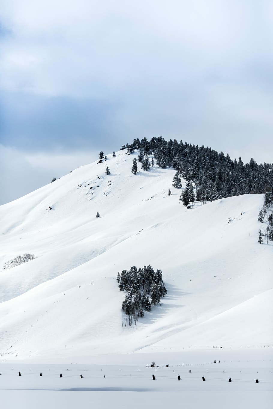 green trees on mountain during daytime, photography of white snow HD wallpaper
