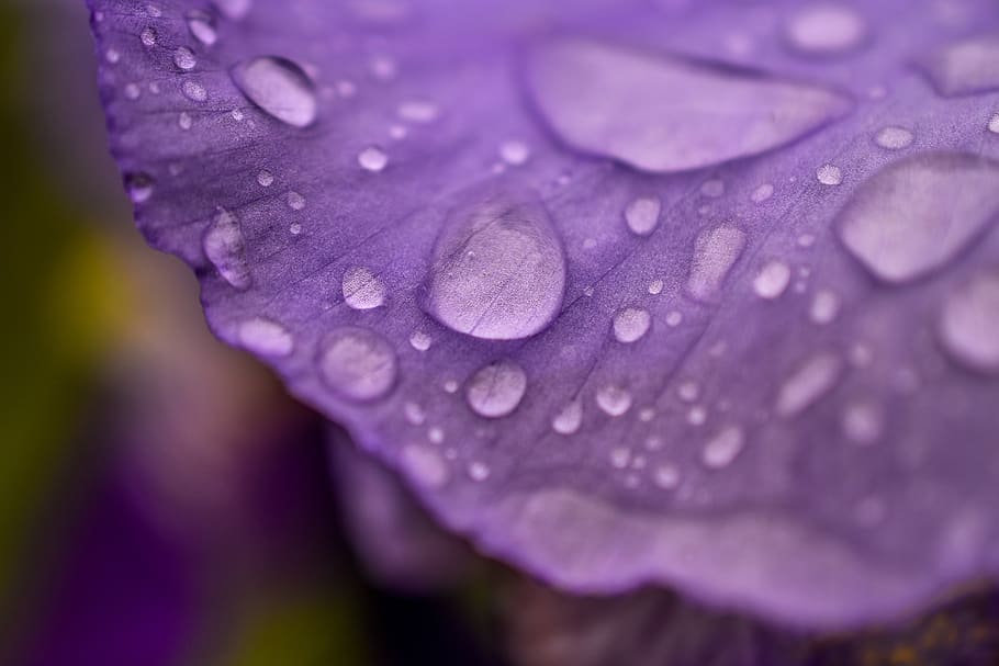 spring, rain, flower, rain drop, wet, water, close-up, purple HD wallpaper